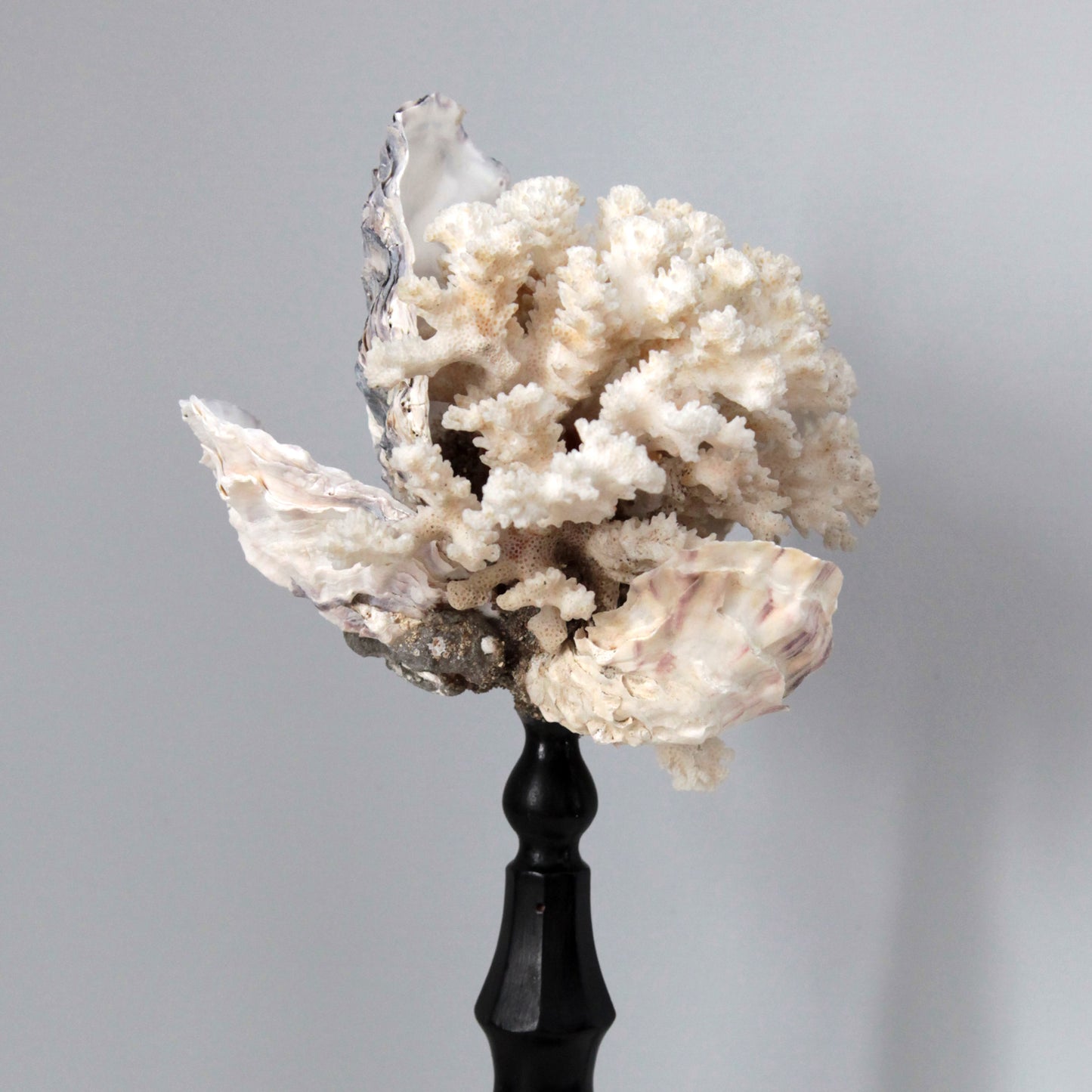 VANITAS FLOWER OF THE SEA