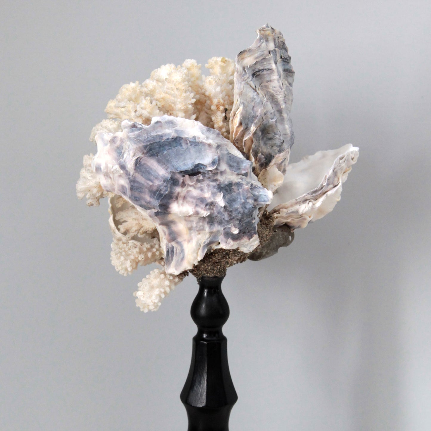 VANITAS FLOWER OF THE SEA
