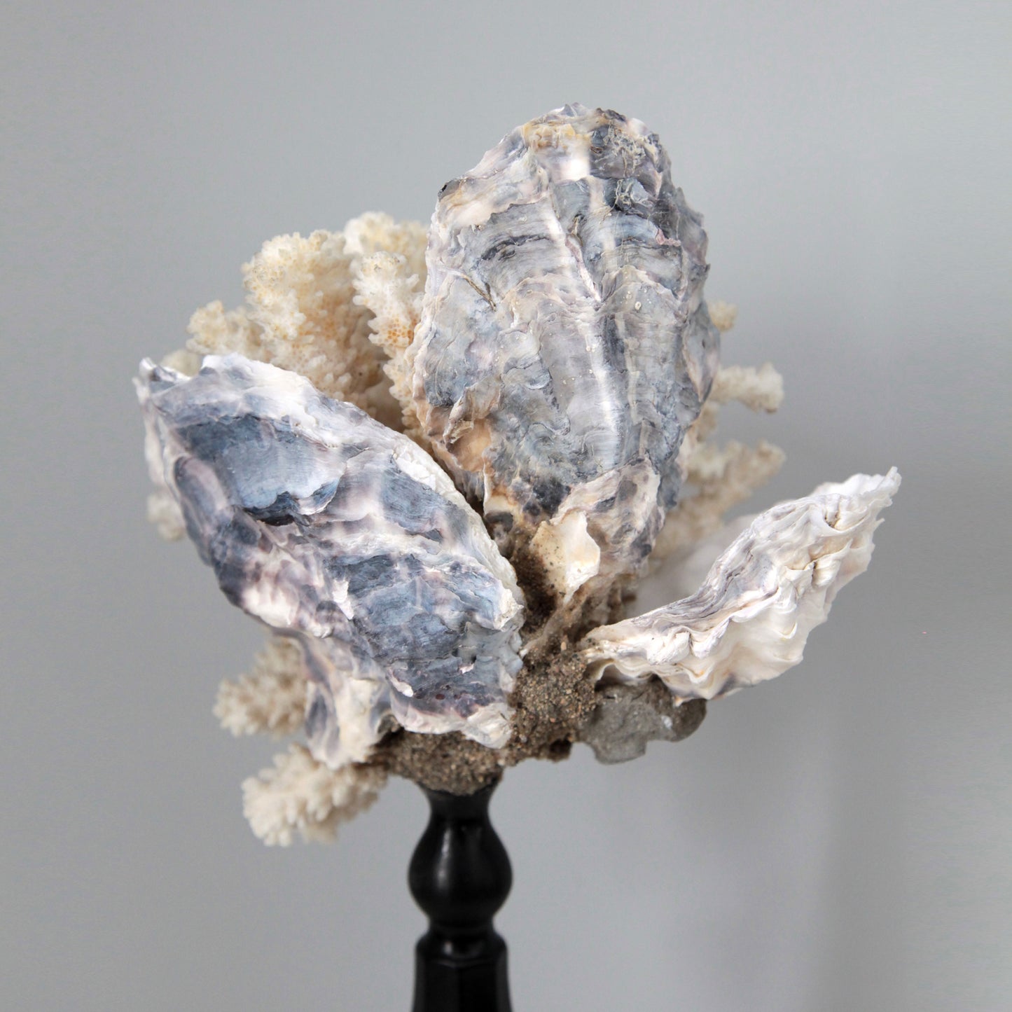 VANITAS FLOWER OF THE SEA